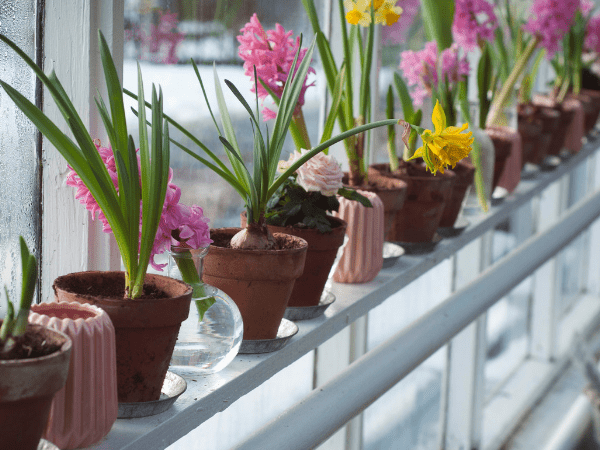 6 special and beautiful flowers that only grow in winter