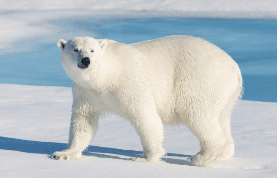 เว็บสล็อต SAGAME66 Step by step instructions to Draw A Polar Bear