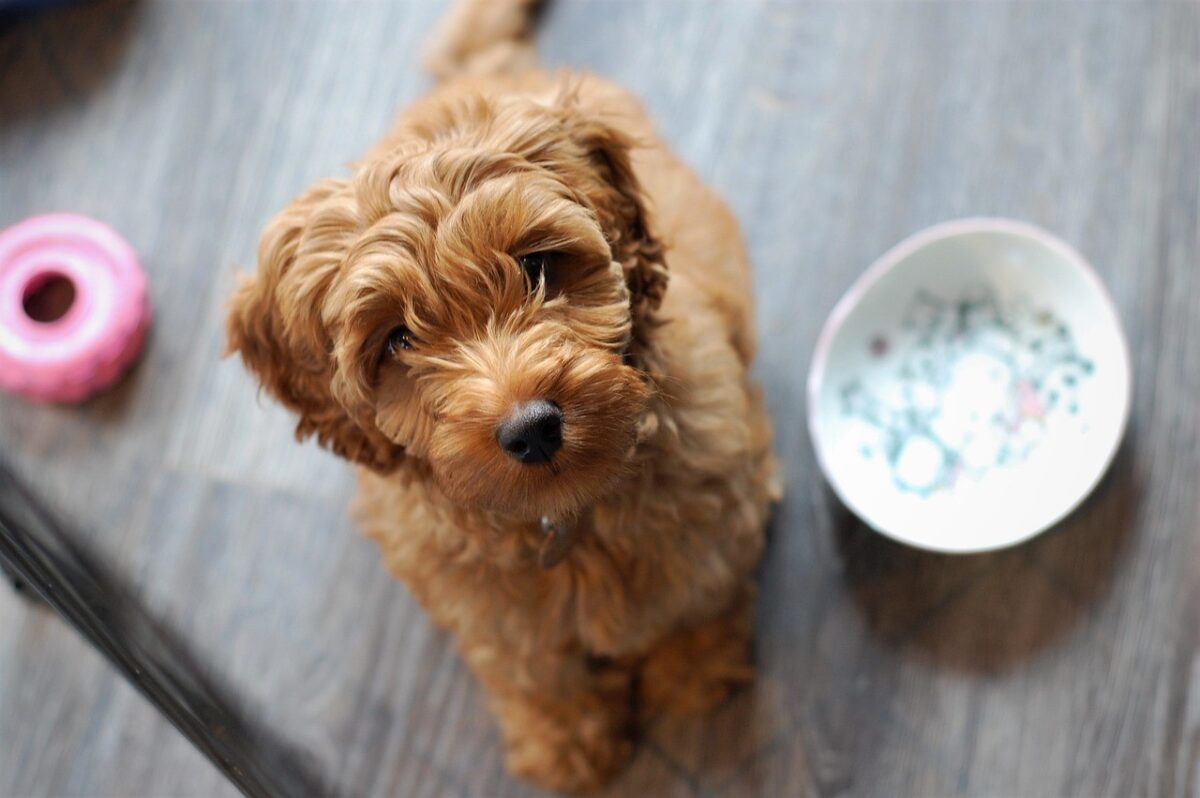 Australian Labradoodle Puppies