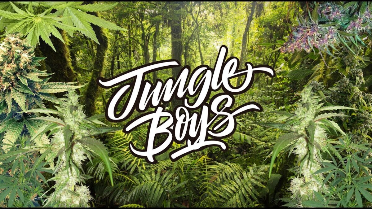 Where to Buy Weed Online? Jungle Boys Weed
