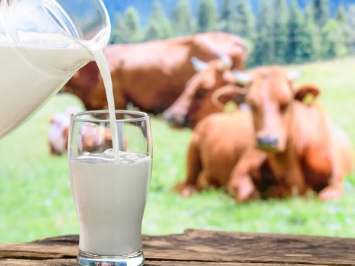 What Are The Benefits Of Cow Milk For Healthy Life?