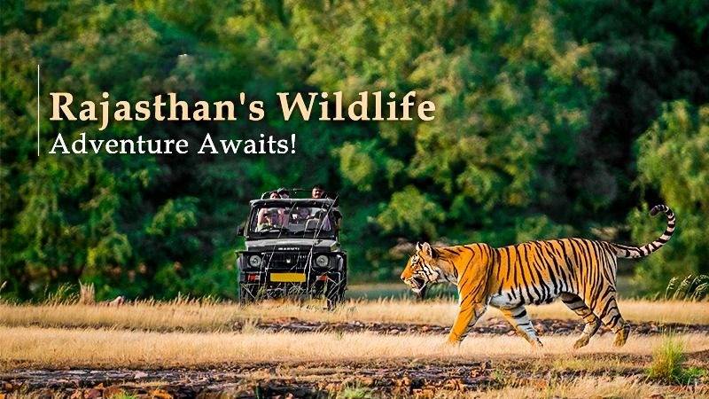Unveiling the Wildlife Treasure of Rajasthan