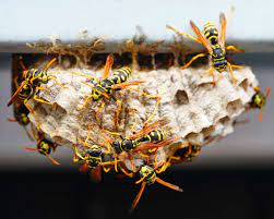 Understanding Wasp Extermination : Nature’s Stinging Insects