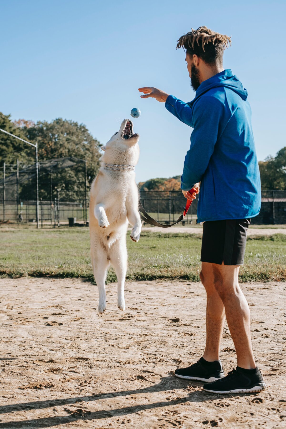 Exploring the World of Dog Breeding: Responsible Practices, Reputable Breeders, and Finding Your Perfect Canine Companion through Pets24