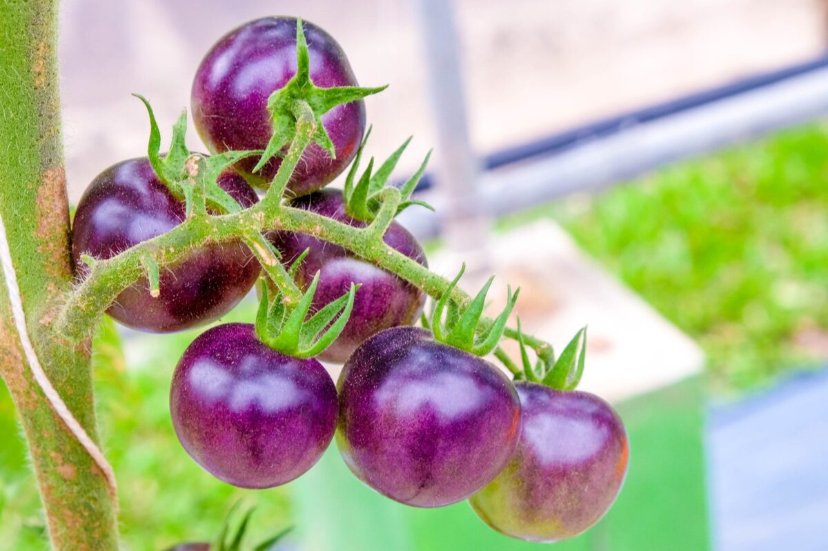 What was genetically modified in purple tomatoes?