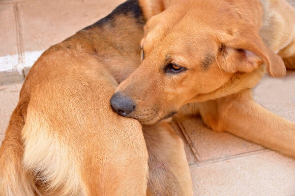 Understanding and Resolving Tail-Licking Behavior in Dogs