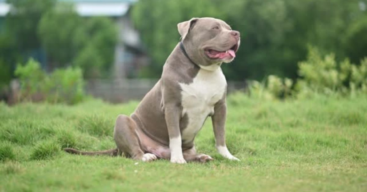 10 Things to Consider Before Purchasing an American Bully XXL