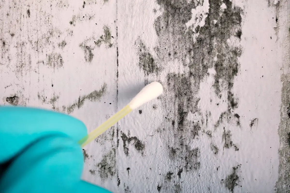 How Accurate Are Air Mold Tests?