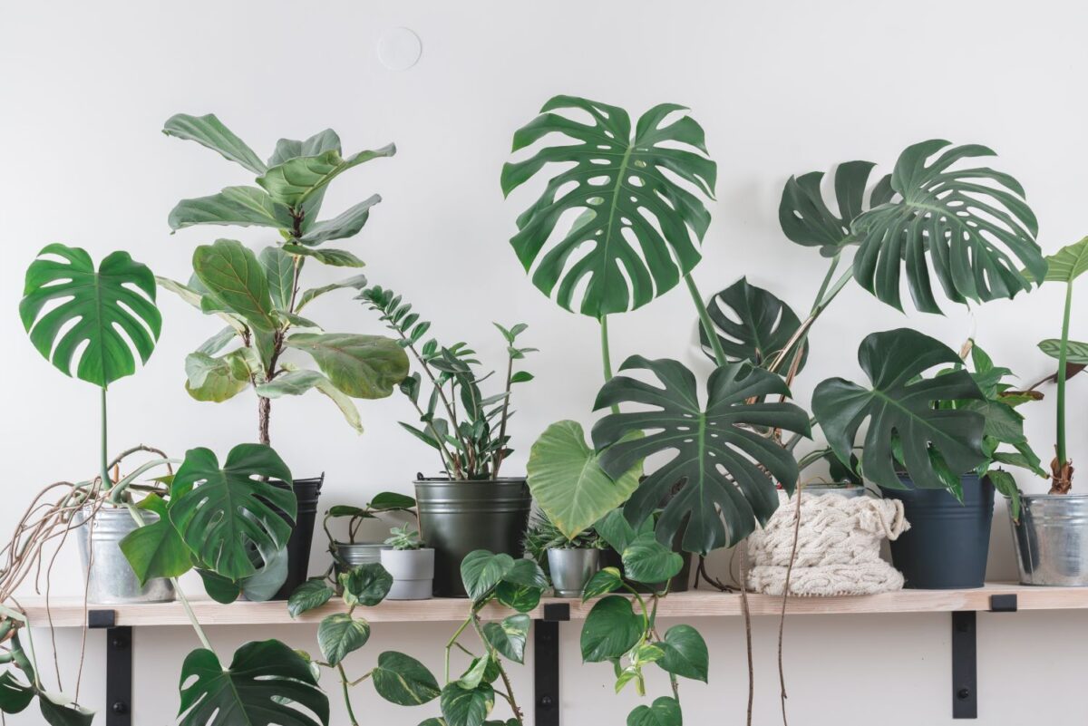 Indoor Plants That Thrive on Neglect: A Guide to Low-Maintenance Greenery