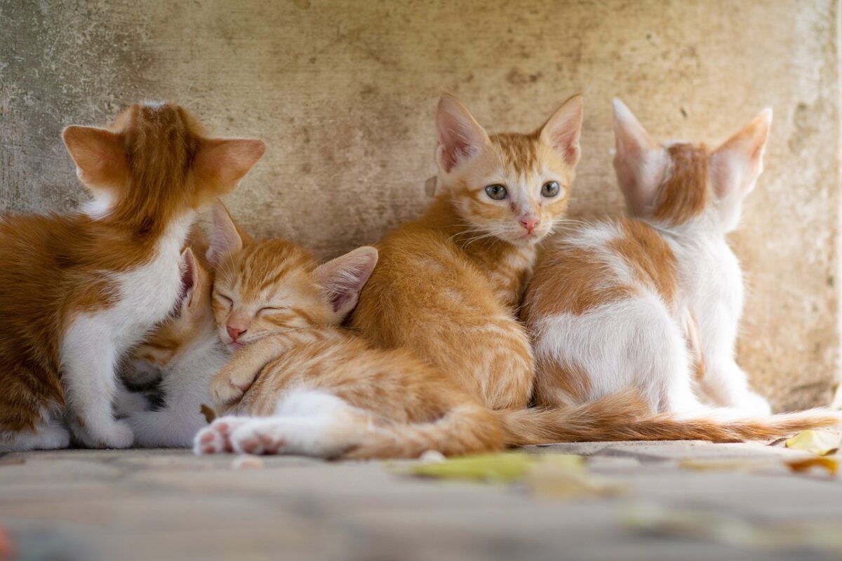 maine coon kittens sale