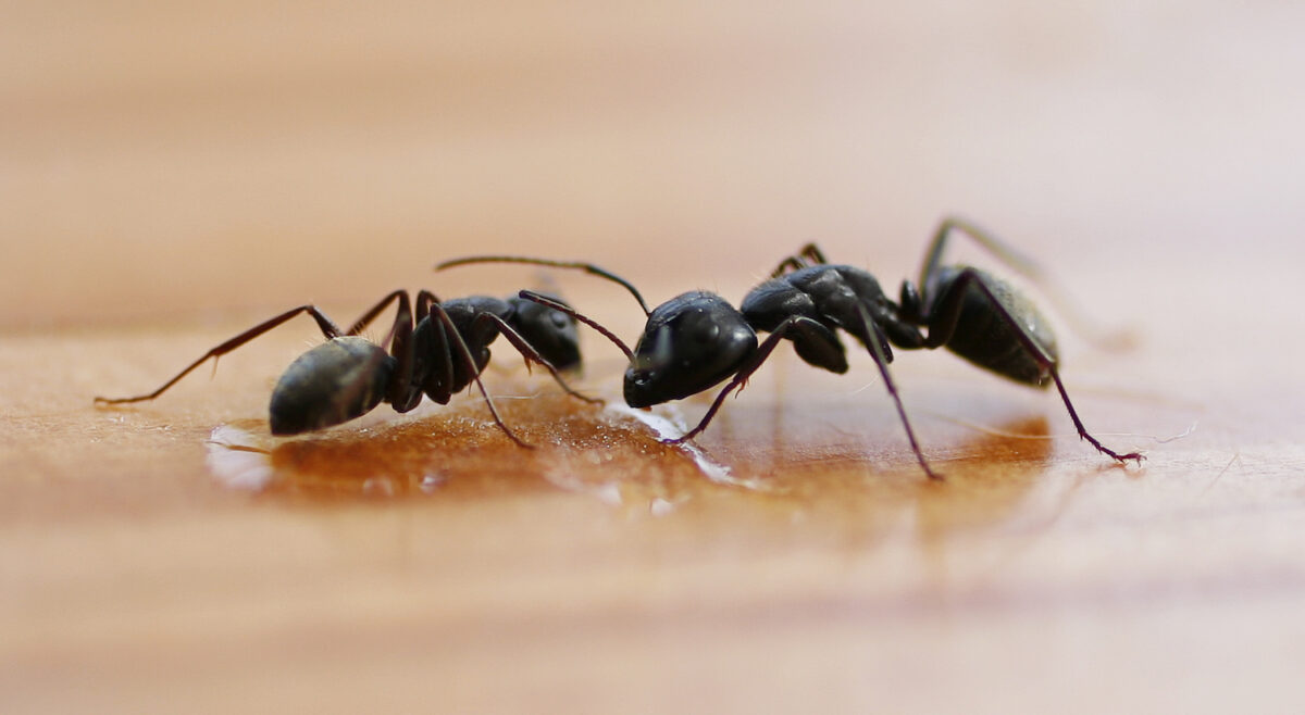 Why Ant Pest Control Exterminators Beat DIY Every Time