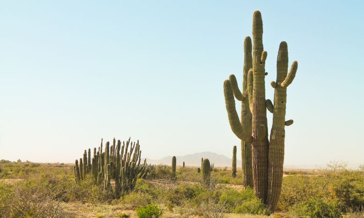 Navigating the Growth Trajectory of the Global Cactus Water Market: A 2024-2032 Outlook