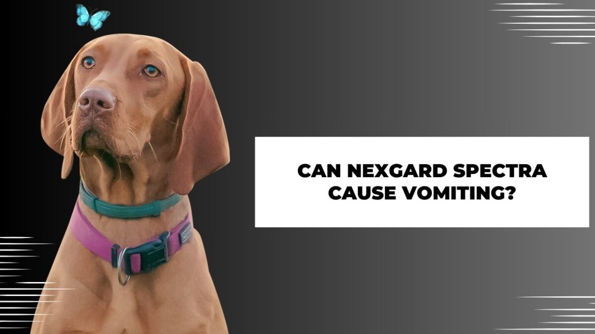 Can NexGard Spectra Cause Vomiting