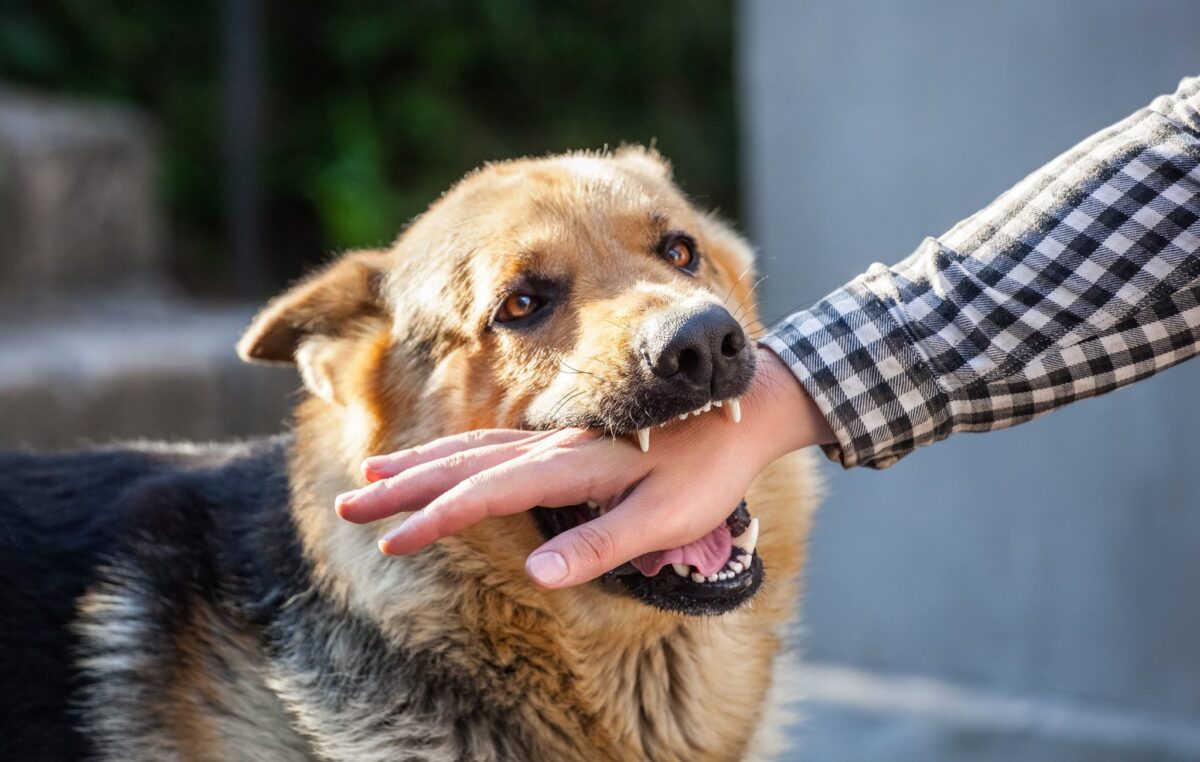 Package Carrier Dog Bite Prevention | Ensuring Safety in Delivery