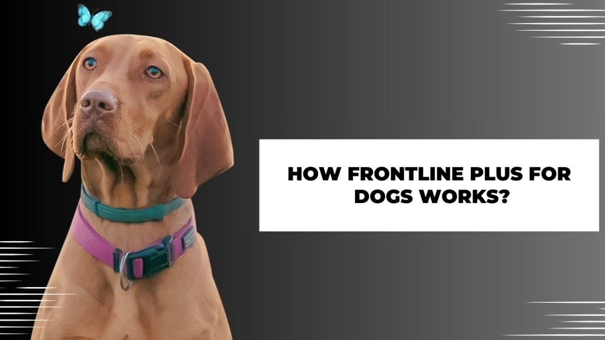 How Frontline Plus for Dogs Works?