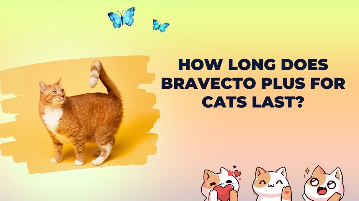 How Long Does Bravecto Plus for Cats Last?