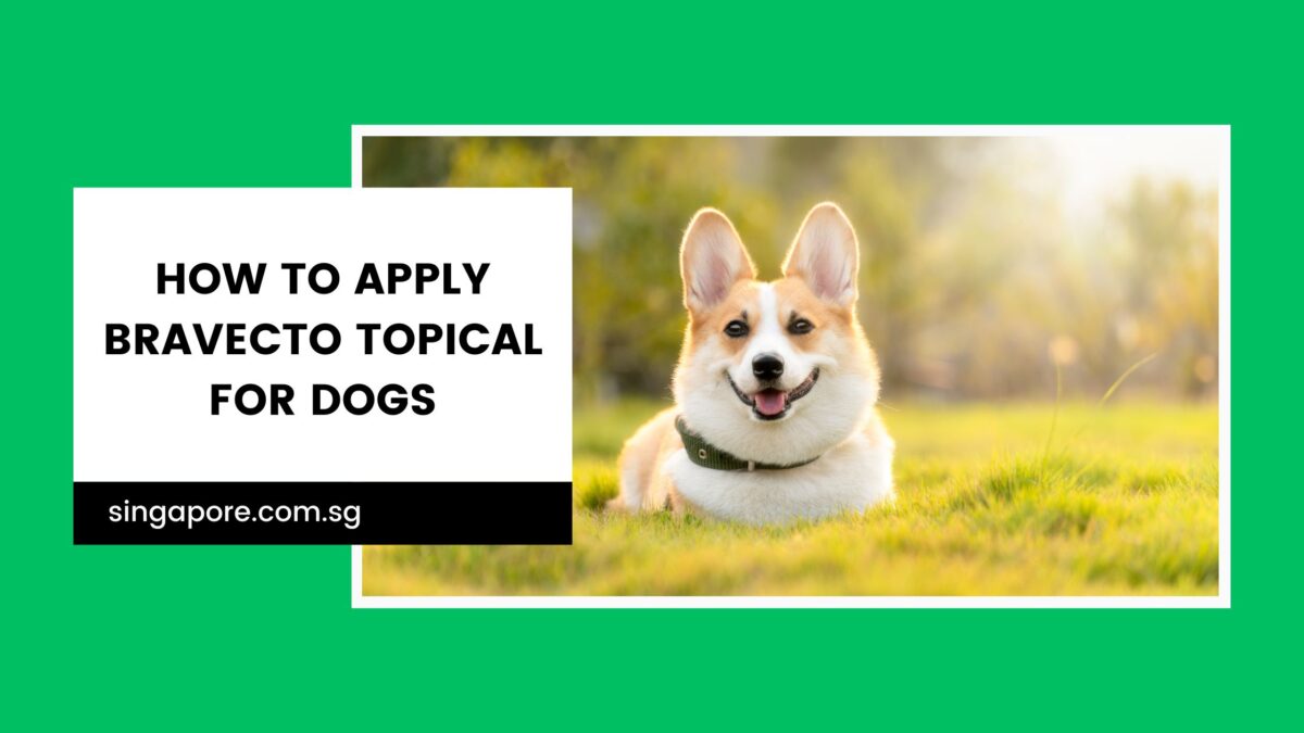 How to Apply Bravecto Topical for Dogs