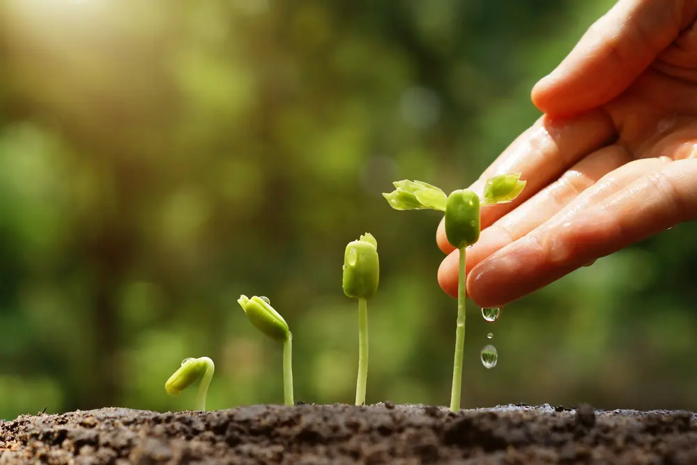 Cultivating Success: The Art of Realtor Lead Nurturing