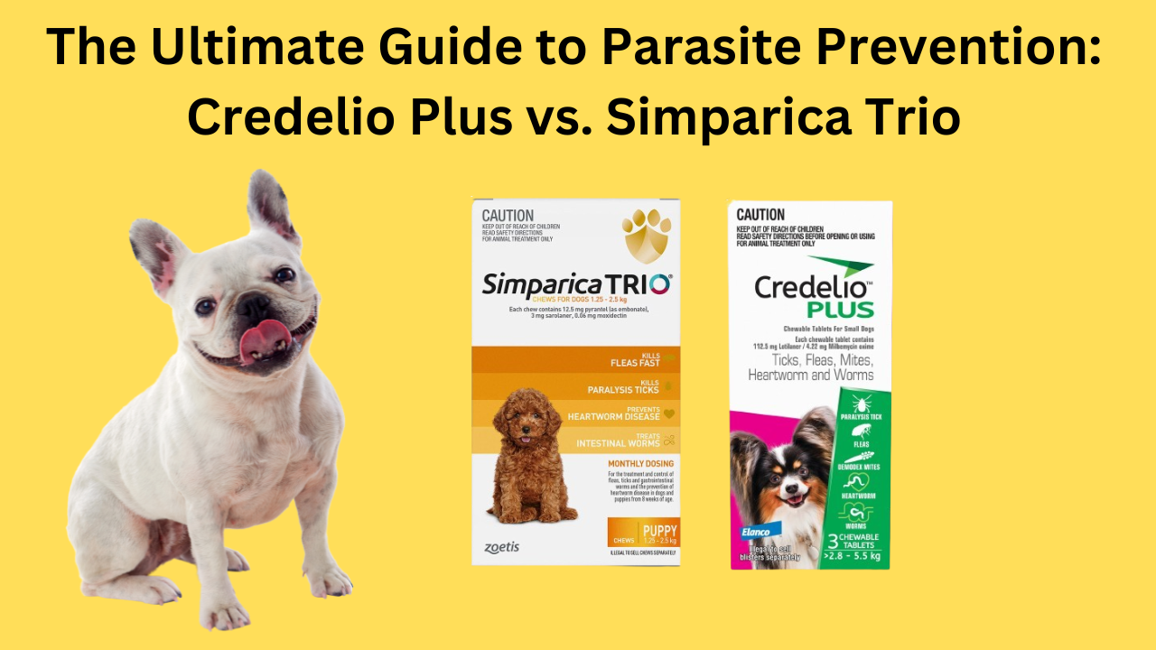 The Ultimate Guide to Parasite Prevention: Credelio Plus vs. Simparica Trio