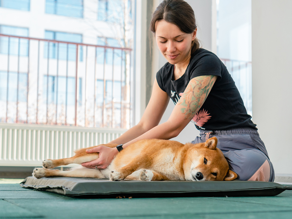 Pet Massage Techniques: Gentle Touches for Relaxation and Pain Relief