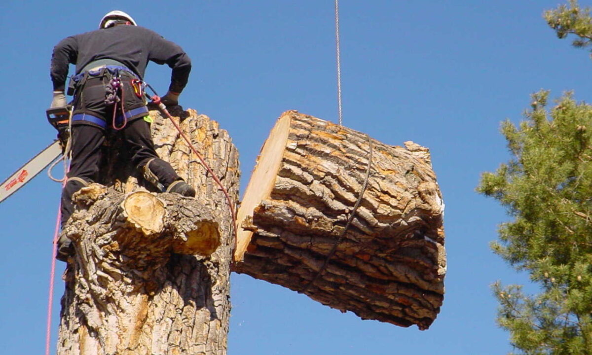 Why Tree Removal Should Be Handled by Certified Arborists