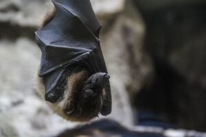 Bat-Removal