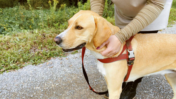 Walking the Extra Mile: How a Dog Walker Can Enhance Your Dog’s Well-being