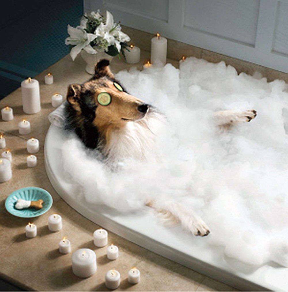 10 Benefits of Sending Your Pup to a Dog Retreat and Spa