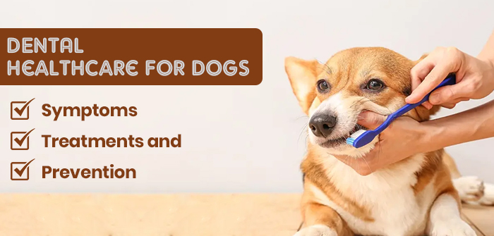 Dogs Dental Healthcare: Symptoms, Treatment, and Prevention