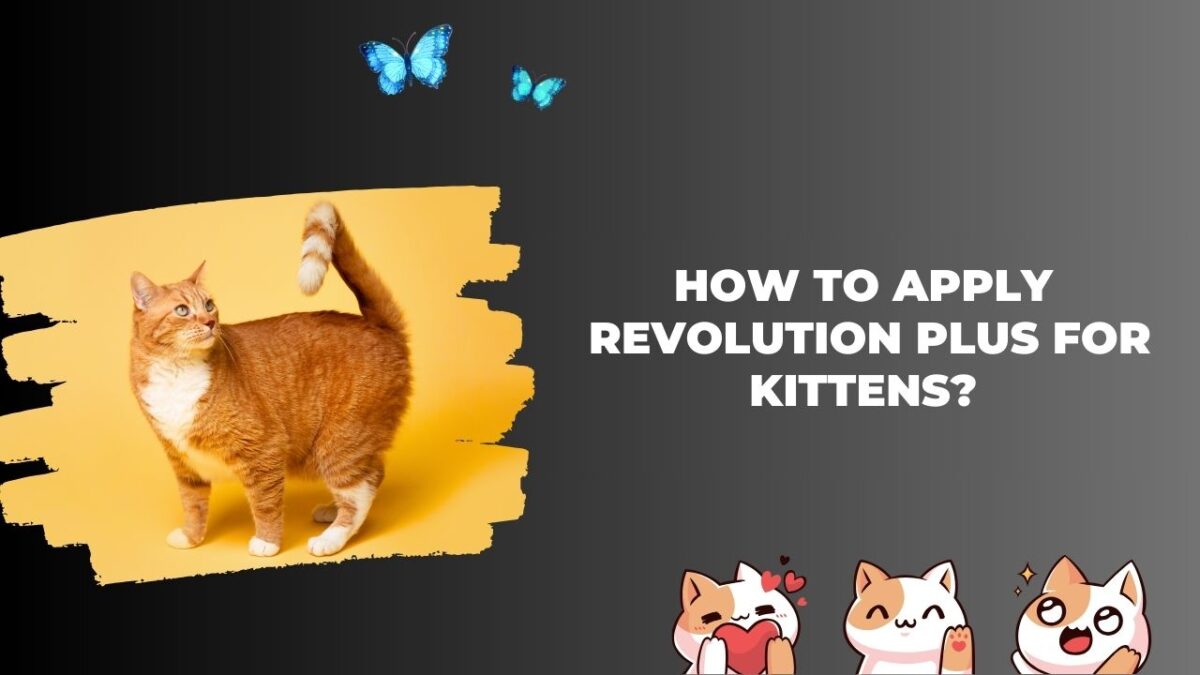 How to Apply Revolution Plus for Kittens?