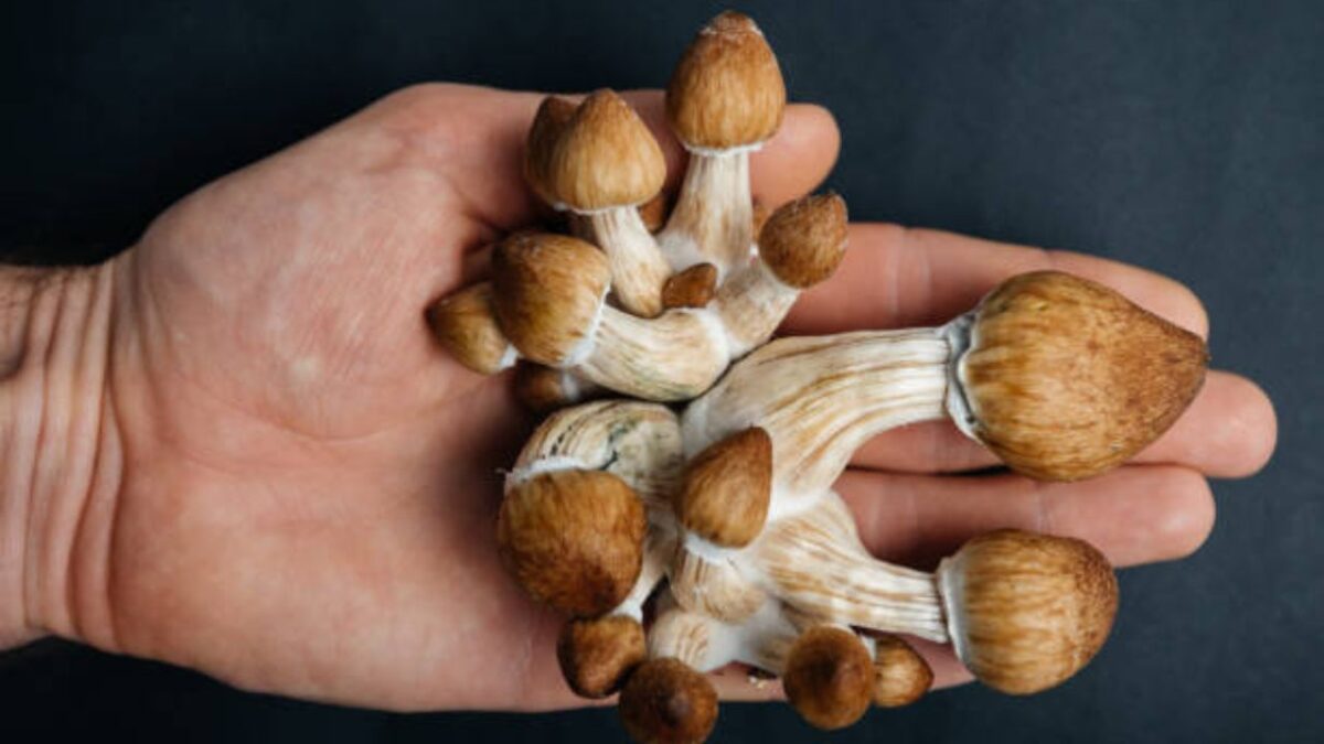 Top 8 Tips to Order Mushrooms Online [2024 Edition]