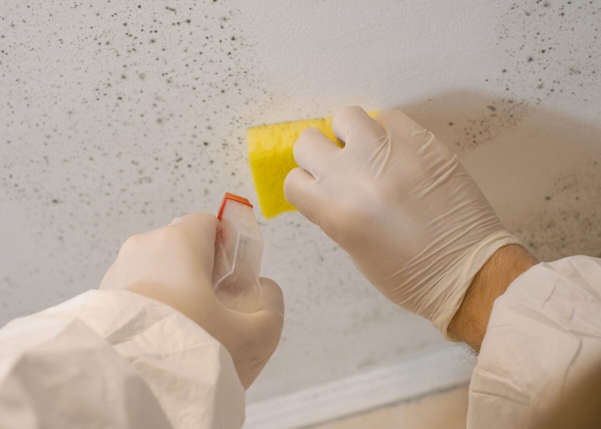 Guide to Mold Removal: Safeguarding Your House and Health