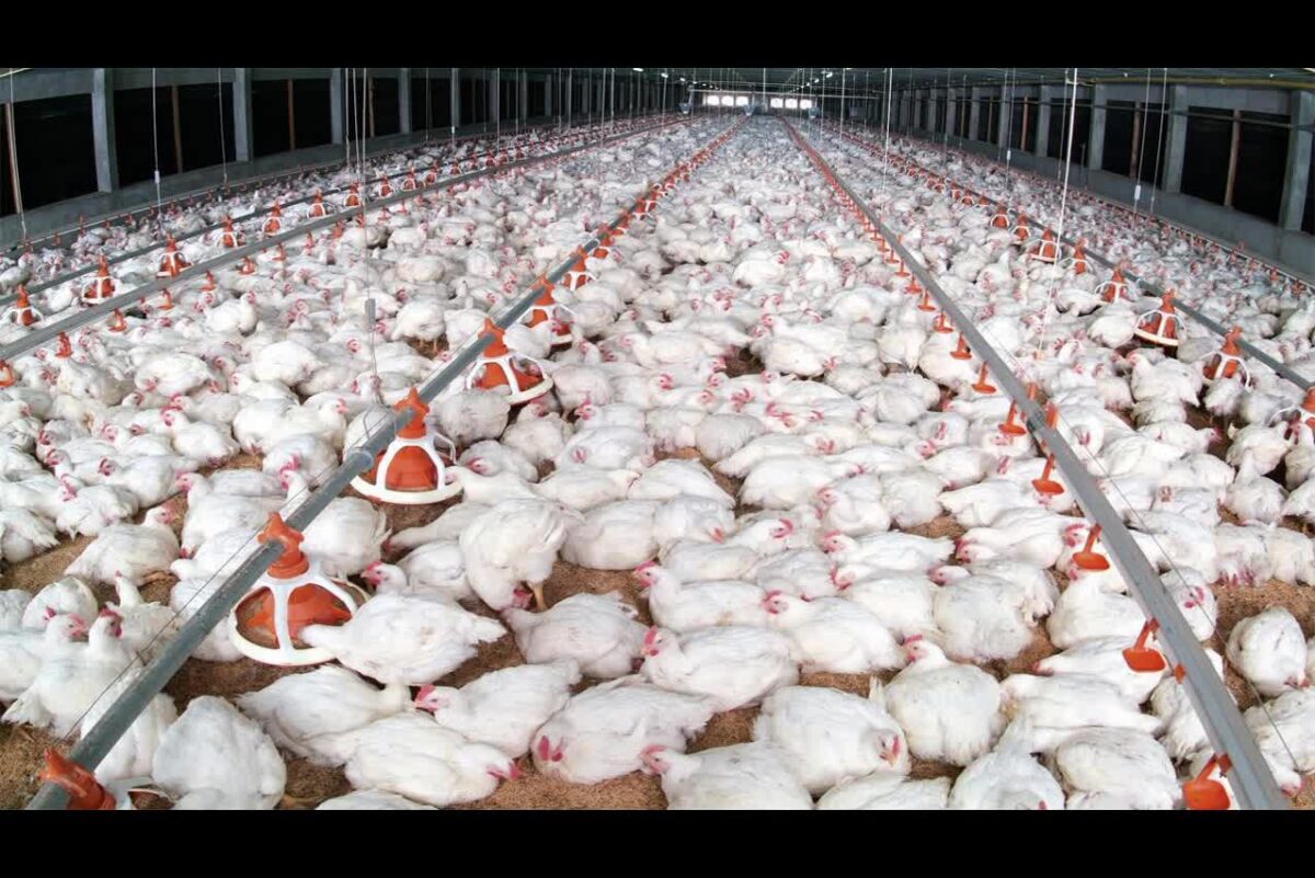 Supply Chain Optimization with Poultry Management Systems