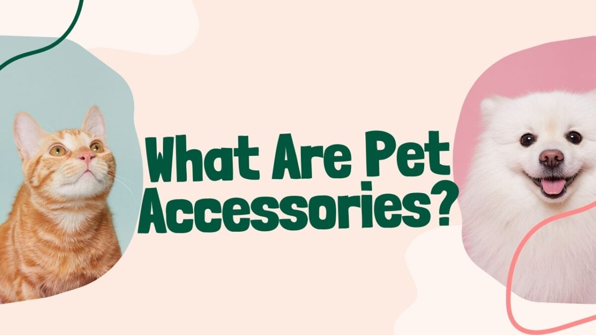 What Are Pet Accessories? Read this in detail!