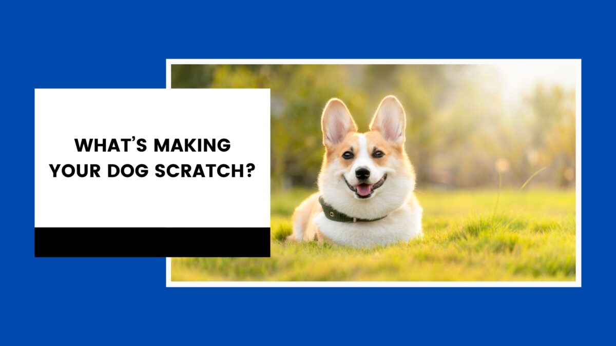 What’s Making Your Dog Scratch