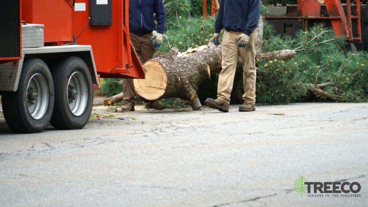 Why is Tree Removal Necessary in Urban Environments?