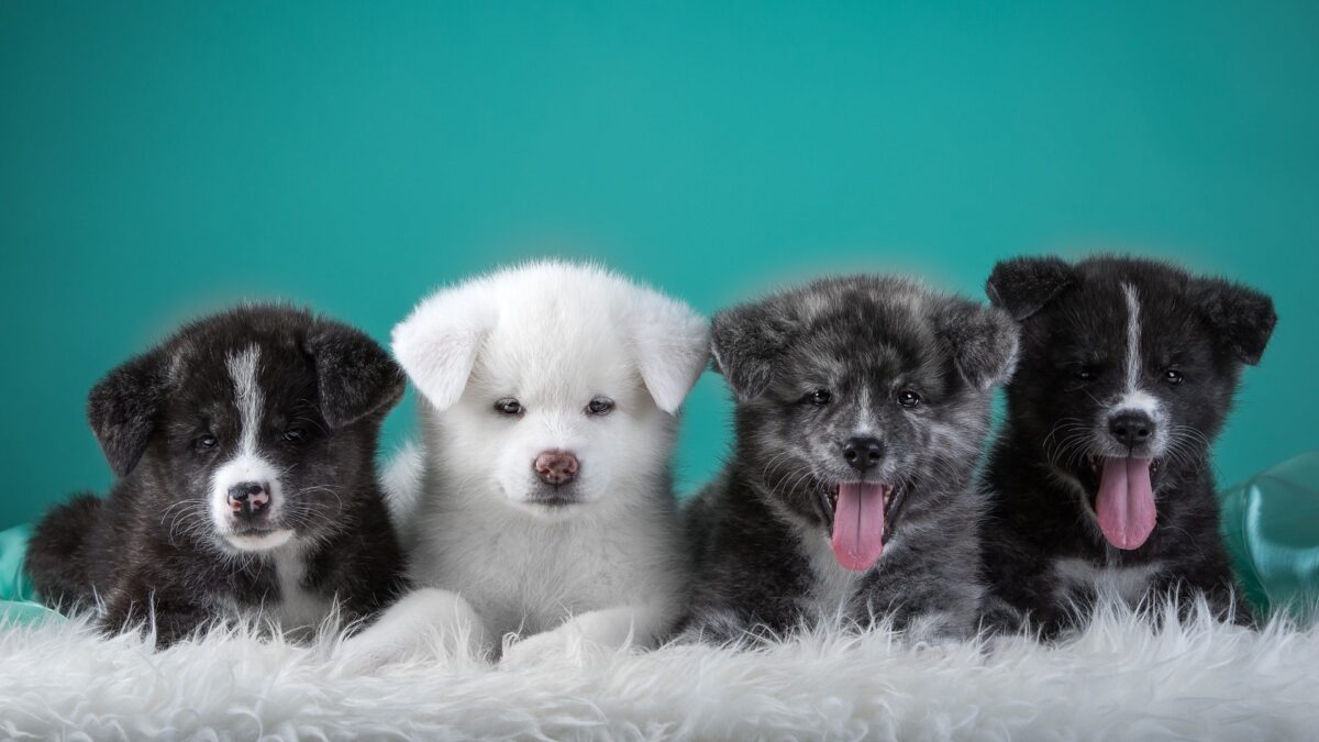 Health Tips for New Puppy Owners: Ensuring a Happy Start