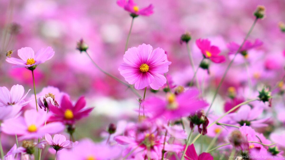 Find the Comfort of Almumtaz Blossoms: flowers shops near me