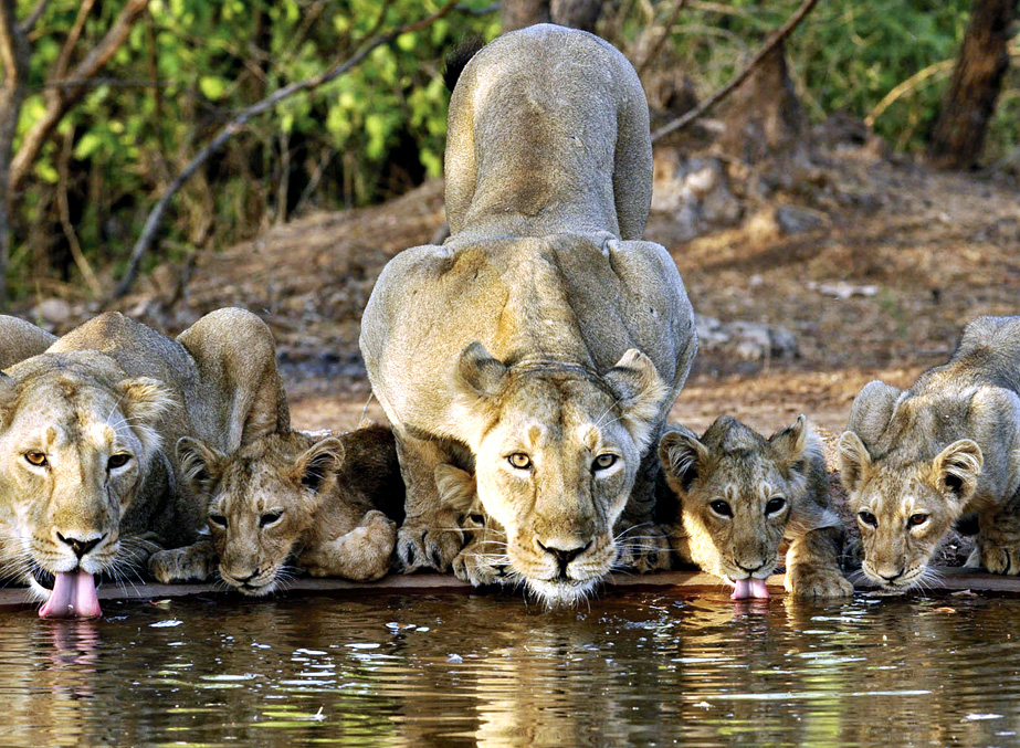 A Spectacular Journey Through India’s National Parks