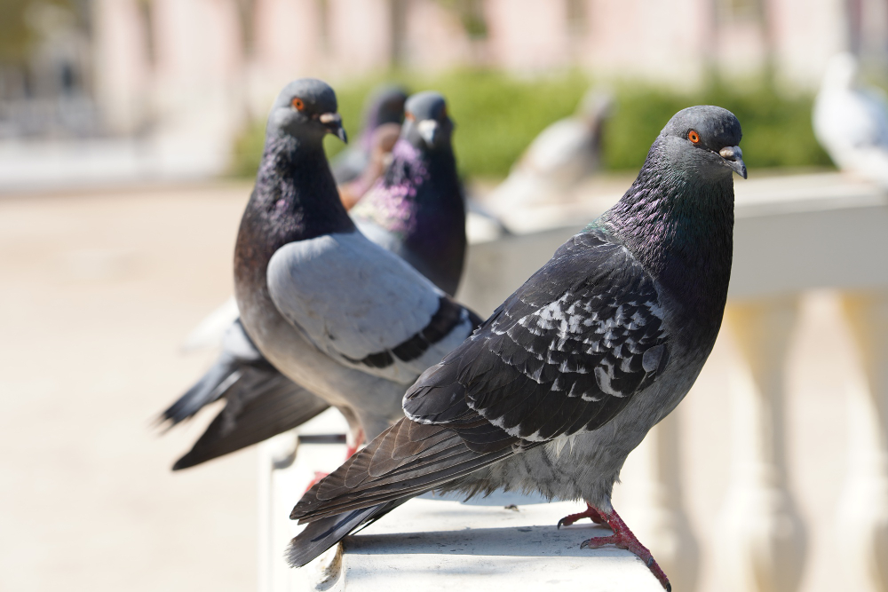 5 Of The Most Effective Methods Of Bird Control
