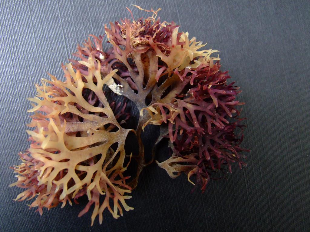 How Sea Moss Aids in Muscle Recovery Fast