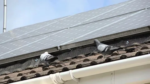 Pigeon Proof Solar Panels