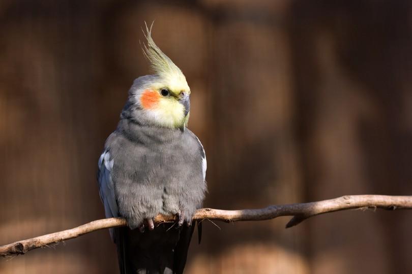 ashen hallow cockatiel diet