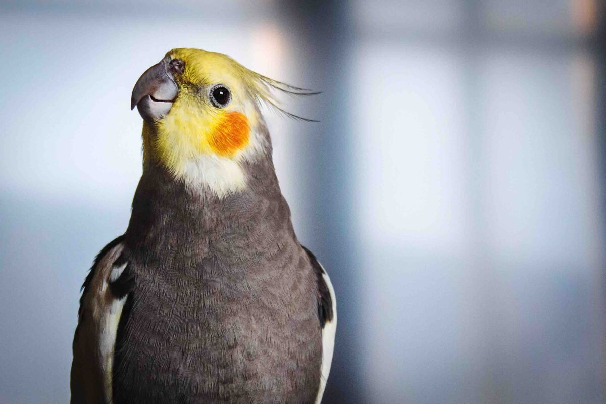 Can Cockatiels Eat Pumpkin? A Nutritional Guide for Bird