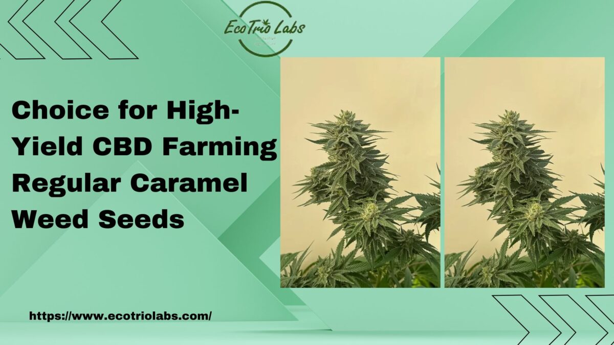 Regular Caramel Weed Seeds