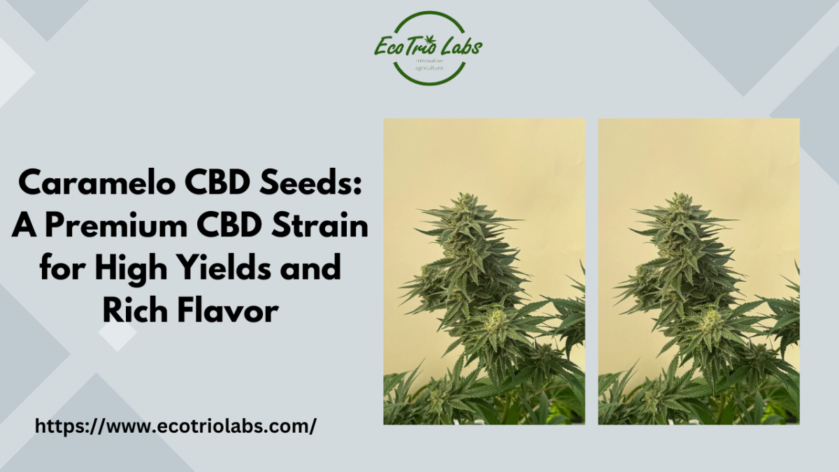 Caramelo CBD Seeds