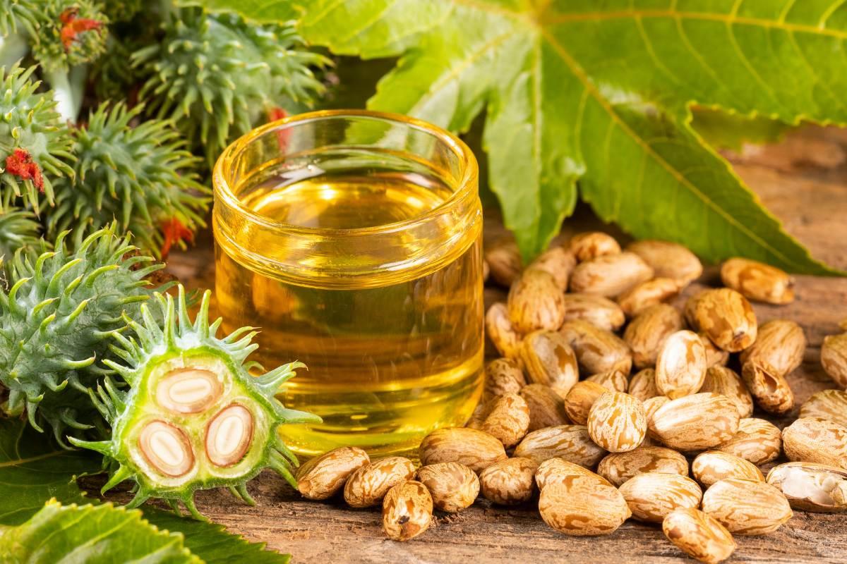 Castor Oil: A Comprehensive Guide to Price Fluctuations