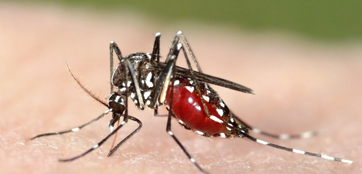 Why Mosquito Control Is Essential in Toronto's Urban Environment