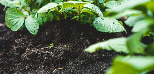 Eco-Friendly Farming: A Practical Guide to Reducing Chemical Dependence
