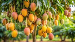 Mango Farming